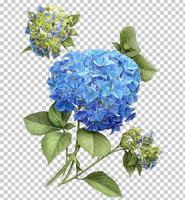 French Hydrangea Botanical Illustration Botany Flower PNG, Clipart, Art, Blue, Blue Wave, Botanical Flowers, Botanical Illustration Free PNG Download
