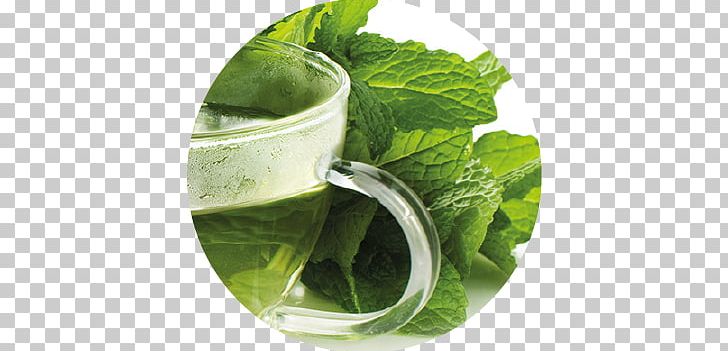 Mojito Spring Greens Mint Julep Herb Romaine Lettuce PNG, Clipart, Drink, Glass, Herb, Herbalism, Leaf Vegetable Free PNG Download