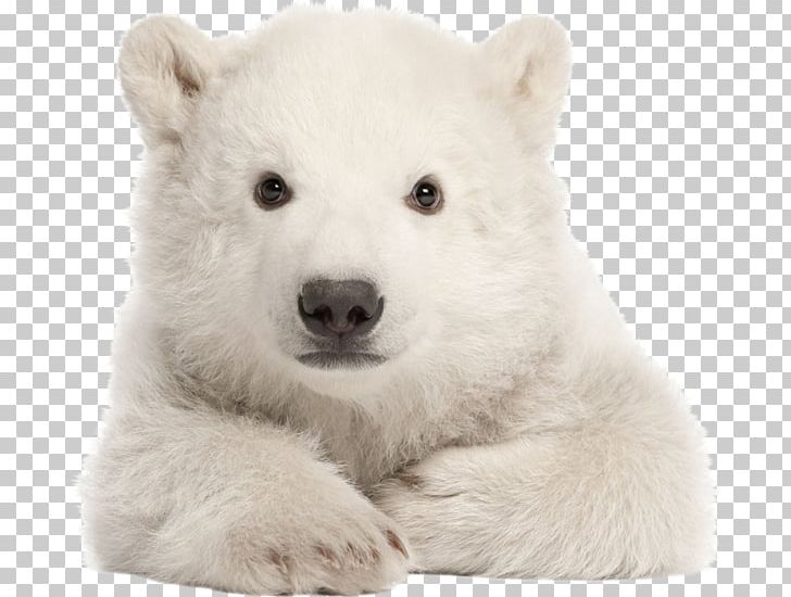 Polar Bear My First Baby Animals My First Words Let's Get Talking Infant PNG, Clipart, American Black Bear, Animal, Animals, Bear, Booktopia Free PNG Download