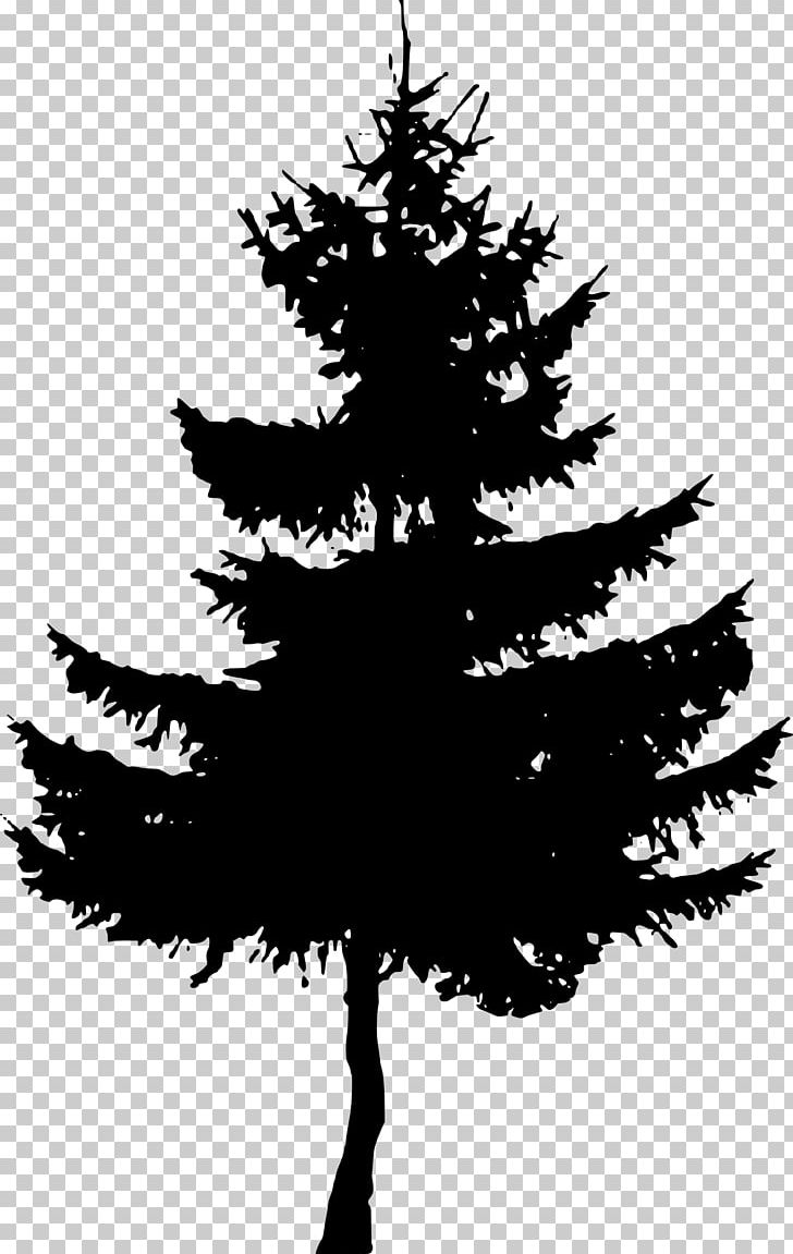Fir Cedar Spruce Pinus Palustris Tree PNG, Clipart, Black And White, Branch, Cedar, Christmas Decoration, Christmas Ornament Free PNG Download