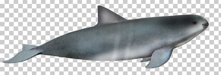 Requiem Sharks Marine Biology Dolphin PNG, Clipart,  Free PNG Download