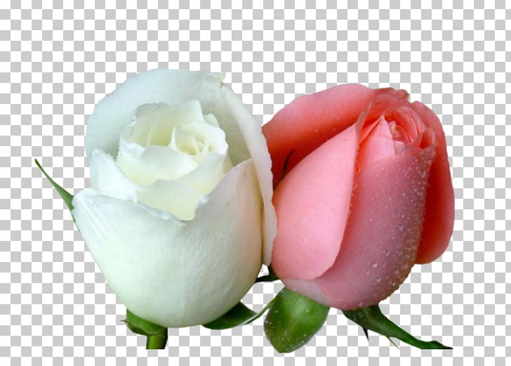 Garden Roses Desktop Flower Love PNG, Clipart, 2016, Bonheur, Bud, Closeup, Cut Flowers Free PNG Download