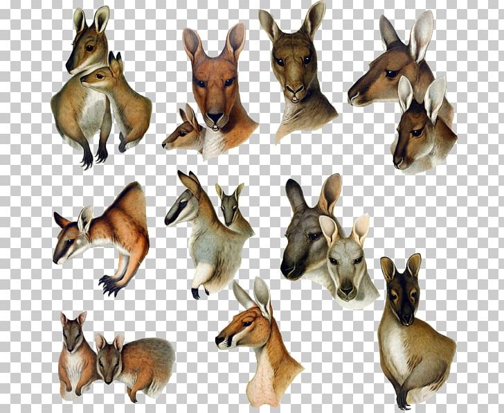 Macropodidae Deer Animal Kangaroo Dog PNG, Clipart, Animal, Animal Figure, Animals, Art, Artist Free PNG Download