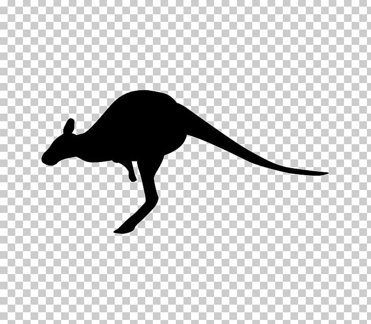 Macropodidae Silhouette Marsupial PNG, Clipart, Animal, Animals, Art Museum, Black And White, Clip Free PNG Download