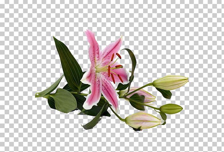 Tiger Lily Lilium Bulbiferum Pink Flowers Stock.xchng PNG, Clipart, Alstroemeriaceae, Blooming, Color, Cut Flowers, Floral Design Free PNG Download