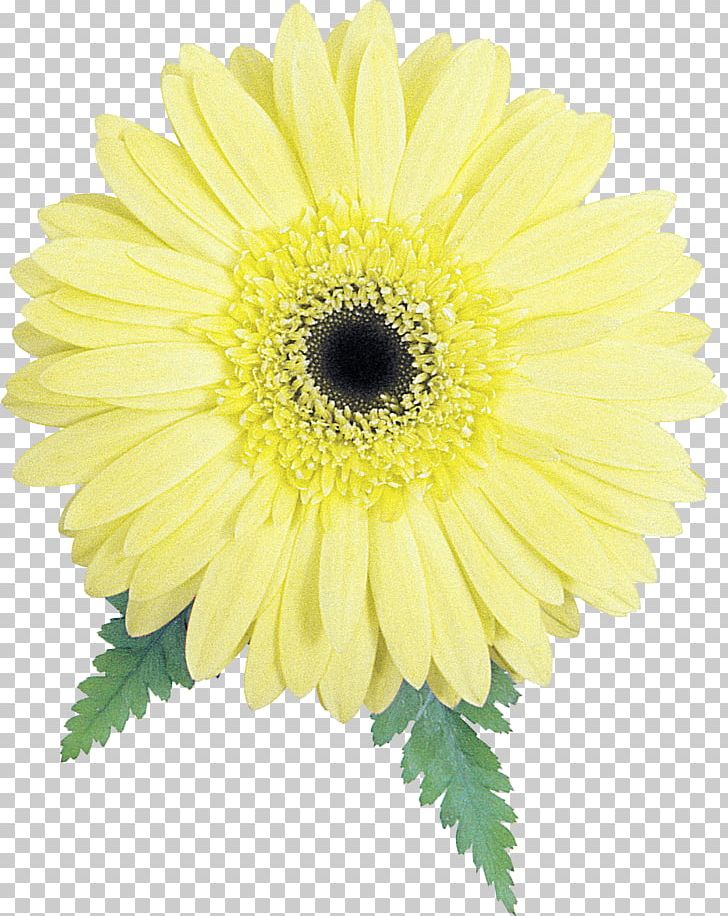 Common Daisy Oxeye Daisy Marguerite Daisy Chrysanthemum Transvaal Daisy PNG, Clipart, Annual Plant, Argyranthemum, Chrysanths, Common Sunflower, Cut Flowers Free PNG Download
