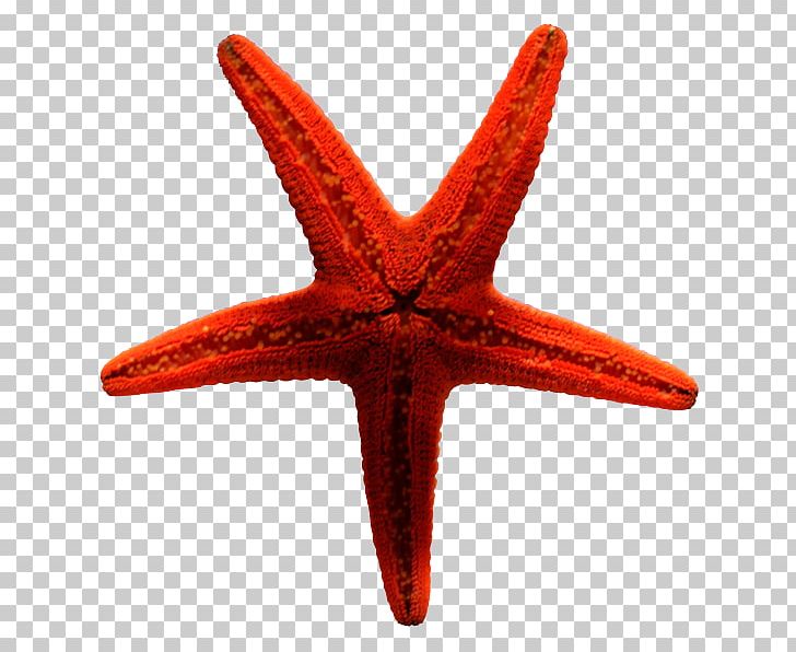 Starfish Guinea Pig Animal PNG, Clipart, Animal, Animals, Beach, Child, Clipping Path Free PNG Download