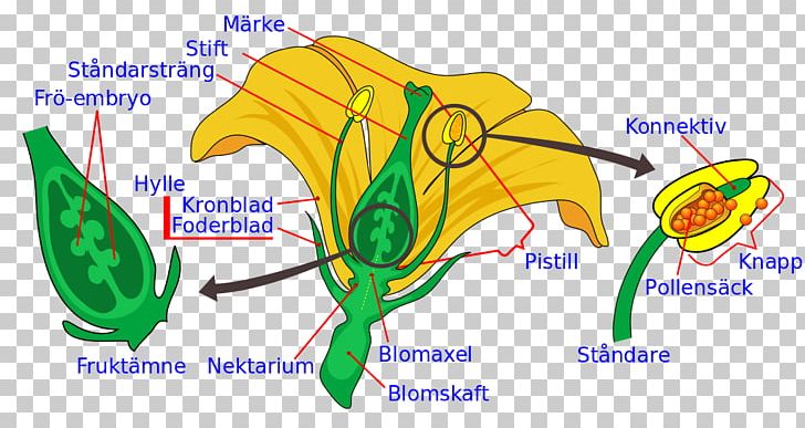 Flowering Plant Stigma Plant Reproduction Pollen PNG, Clipart, Abc Model Of Flower Development, Area, Botany, Diagram, Filament Free PNG Download