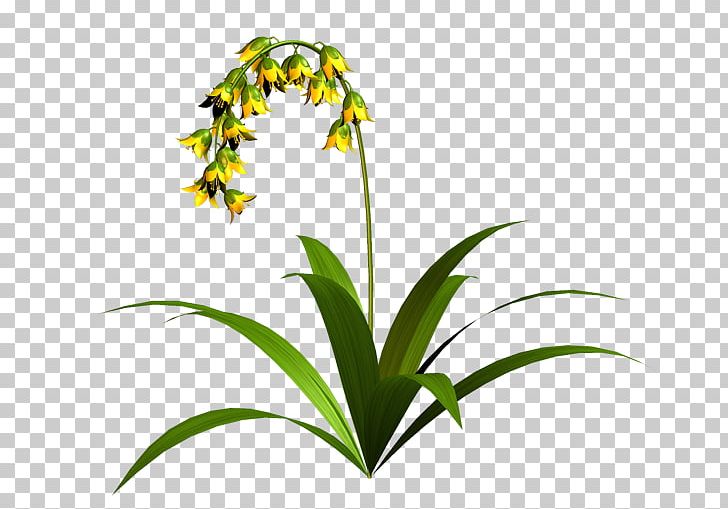 Grasses Flowerpot Plant Stem PNG, Clipart, Family, Flora, Flower, Flowering Plant, Flowerpot Free PNG Download