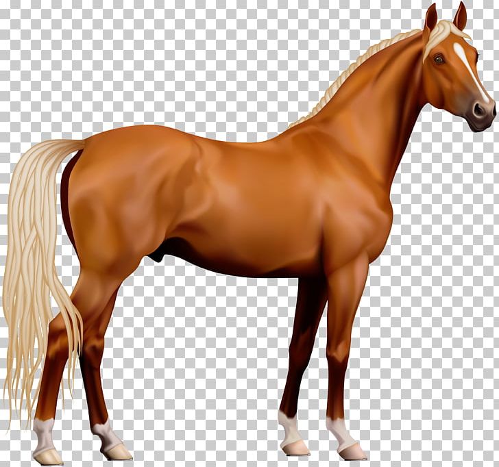 Horse Stallion PNG, Clipart, Animal Figure, Bit, Bridle, Colt, Desktop Wallpaper Free PNG Download