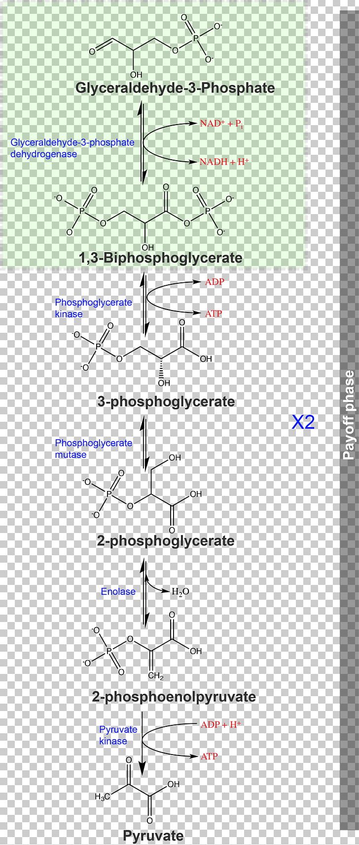 Line Angle Point Diagram PNG, Clipart, Angle, Area, Art, Diagram, Glycolysis Free PNG Download