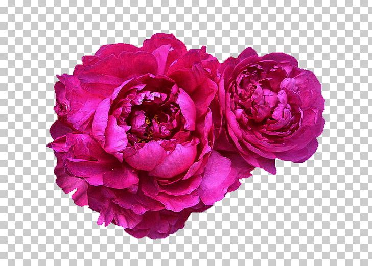 Moutan Peony Flower LOFTER PNG, Clipart, Accessories, Antiquity, Artificial Flower, Creative Ads, Creative Artwork Free PNG Download