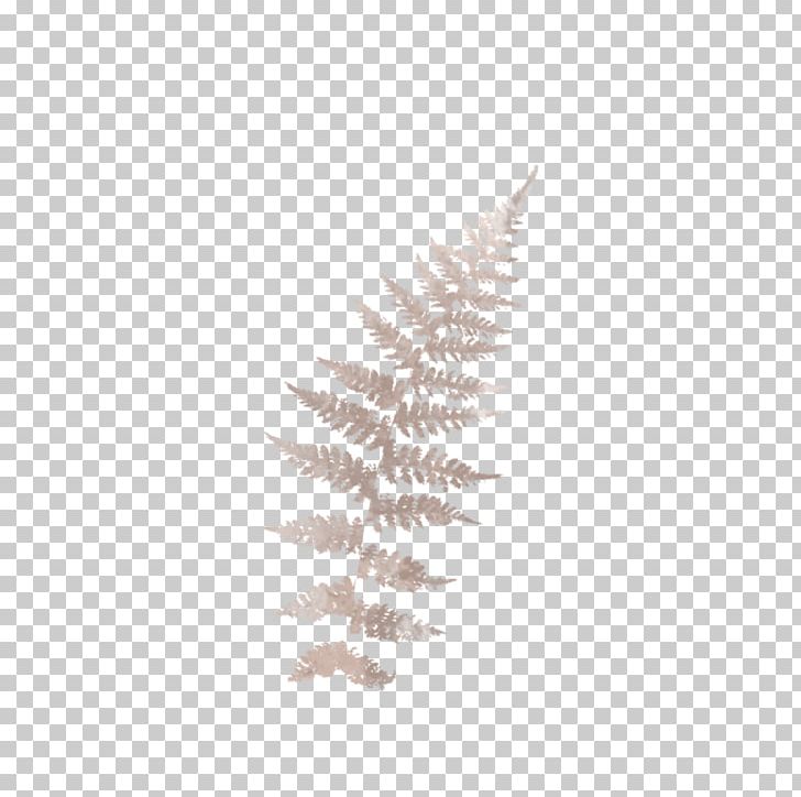 Pine Family Pine Family PNG, Clipart, Family, Fern, Others, Pine, Pine Family Free PNG Download