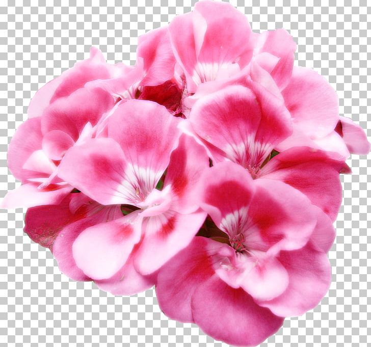 Flower Material PNG, Clipart, Annual Plant, Color, Cut Flowers, Encapsulated Postscript, Flower Free PNG Download