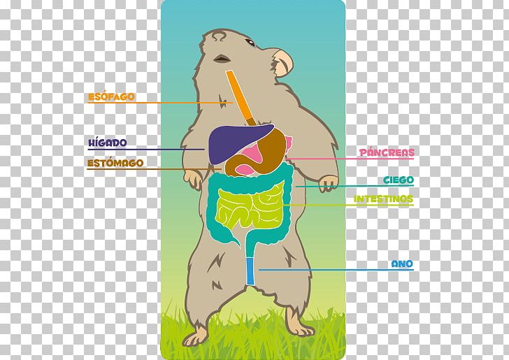 Homo Sapiens Hamster Rodent Human Digestive System Digestion PNG, Clipart, Anatomy, Area, Cartoon, Cheek Pouch, Digestion Free PNG Download