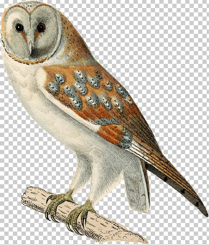 Owl Fauna Beak Feather Falcon PNG, Clipart, Animals, Beak, Bird, Bird Of Prey, Falcon Free PNG Download