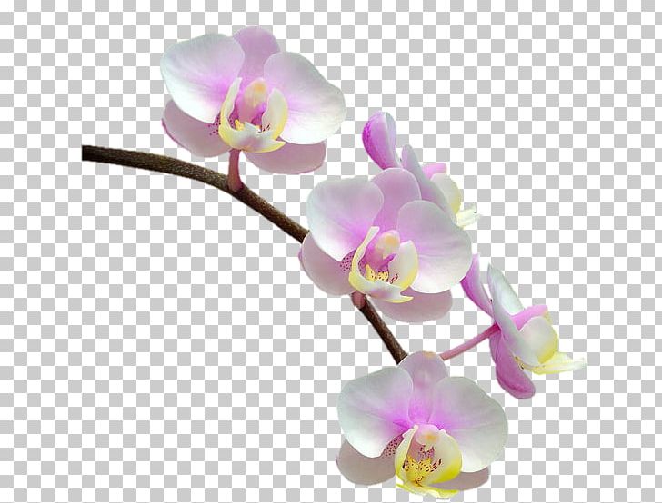 Phalaenopsis Equestris Orchids Flower PNG, Clipart, Cuttlefish, Flower, Flower Flower, Flowering Plant, Moth Orchid Free PNG Download
