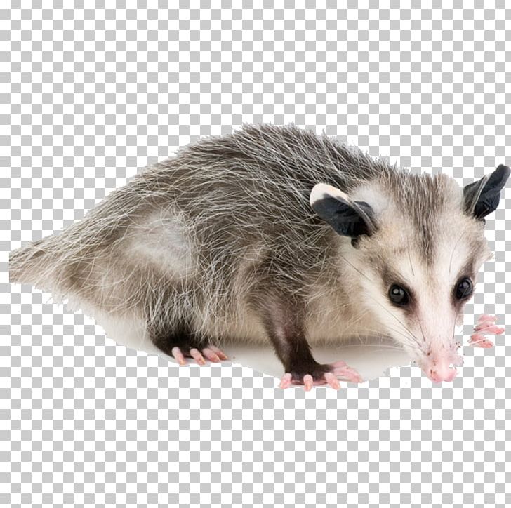 Virginia Opossum Advertising Agency Common Opossum PNG, Clipart, Advertising, Advertising Agency, Advertising Campaign, Common Opossum, Company Free PNG Download