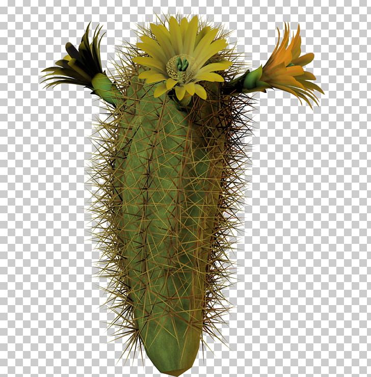 Cactaceae Plant PNG, Clipart, Cactaceae, Cactus, Cactus Garden, Caryophyllales, Clip Art Free PNG Download