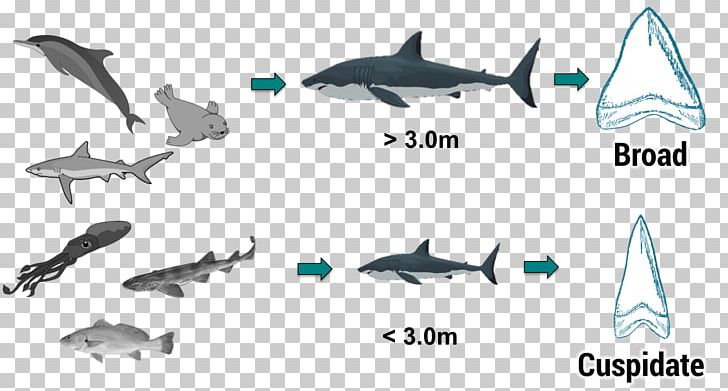 Great White Shark Marine Mammal Guadalupe Island Shark Tooth PNG, Clipart, Alopias, Animal, Animal Figure, Animals, Cartilaginous Fish Free PNG Download