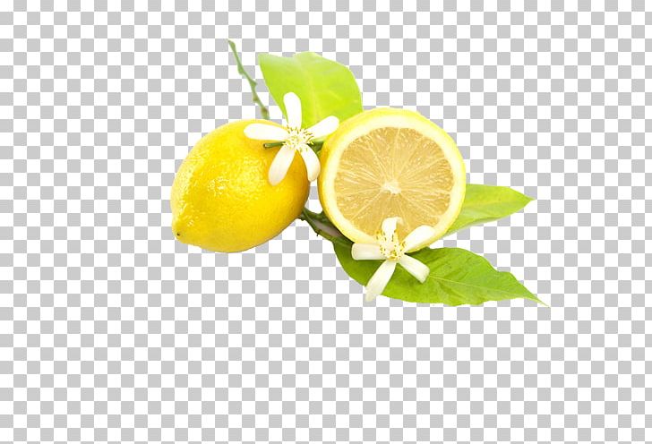Juicer Lemon Squeezer Fruit PNG, Clipart, Citroenolie, Citron, Citrus, Citrus Reamer, Element Free PNG Download
