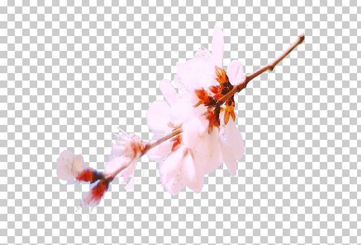 Blossom Computer File PNG, Clipart, Bloom, Blossom, Branch, Cherry Blossom, Designer Free PNG Download