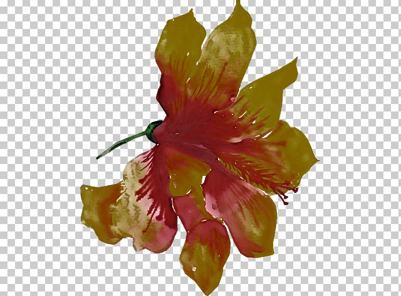 Flower Hibiscus Petal Plant Hawaiian Hibiscus PNG, Clipart, Cut Flowers, Daylily, Flower, Gladiolus, Hawaiian Hibiscus Free PNG Download