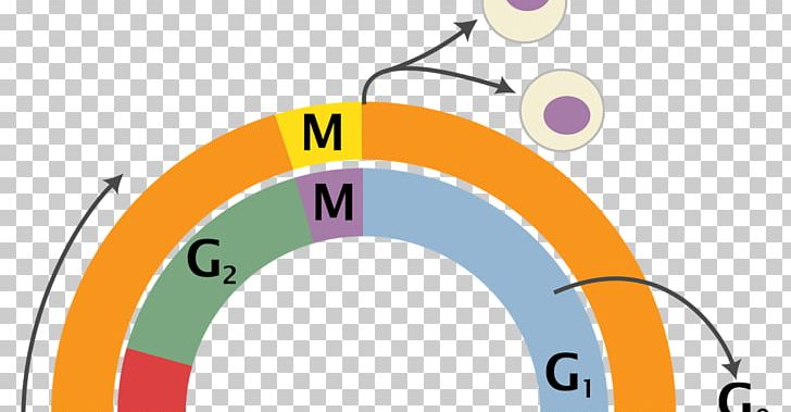 Cell Cycle Mitosis Interphase Cell Division PNG, Clipart, Angle, Area, Biology, Brand, Cell Free PNG Download