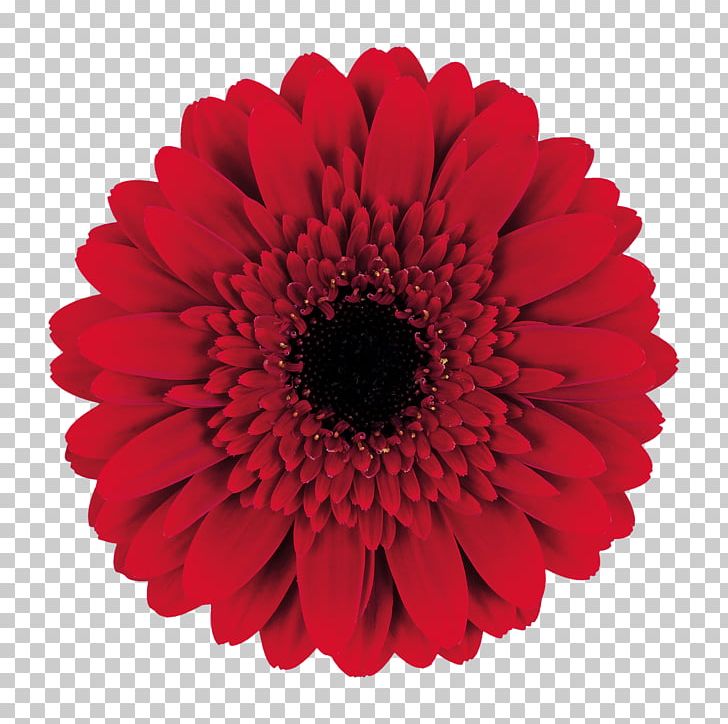 Cutting Tool Transvaal Daisy Gear PNG, Clipart, Annual Plant, Blade, Cam, Chrysanths, Cut Flowers Free PNG Download