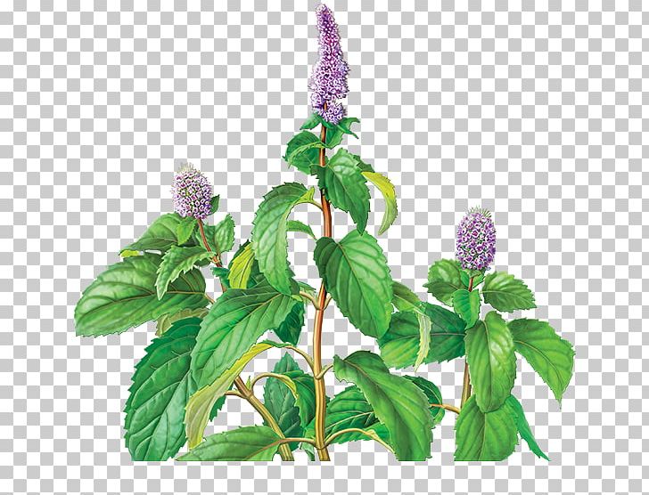 Tea Peppermint Mentha Spicata Organic Food Dietary Supplement PNG, Clipart, Bag, Camellia Sinensis, Common Nettle, Dietary Supplement, Flavor Free PNG Download