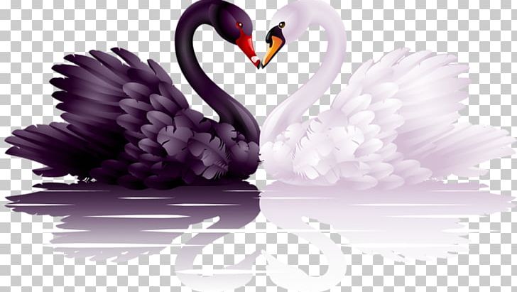 Black Swan Heart PNG, Clipart, Beak, Bird, Black, Black Swan, Clip Art Free PNG Download