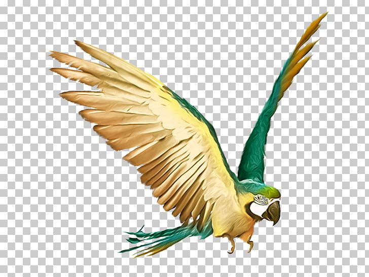 Parrot Budgerigar Bird Stock Photography Macaw PNG, Clipart, Animals, Beak, Bird, Bird Of Prey, Birds Free PNG Download
