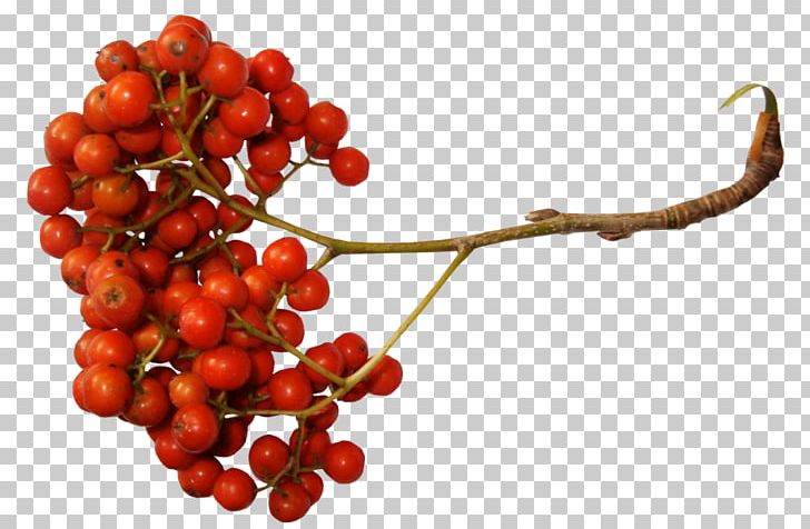 Rowan Drawing Autumn Yandex Search PNG, Clipart, Aronia, Ber, Cherry, Cranberry, Currant Free PNG Download