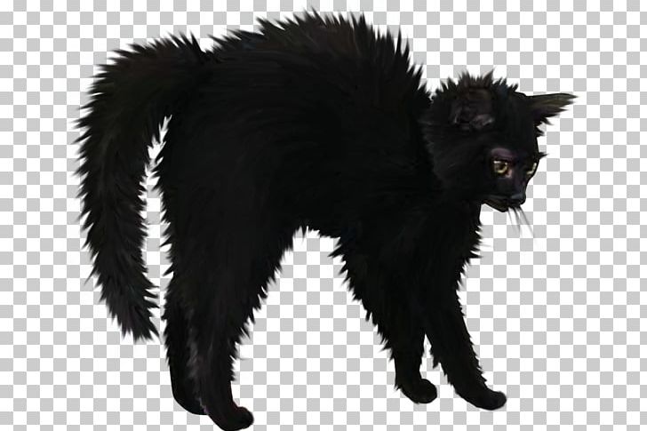Black Cat Bombay Cat Domestic Short-haired Cat Le Chat Noir PNG, Clipart, Anger, Black, Black Cat, Bombay, Bombay Cat Free PNG Download