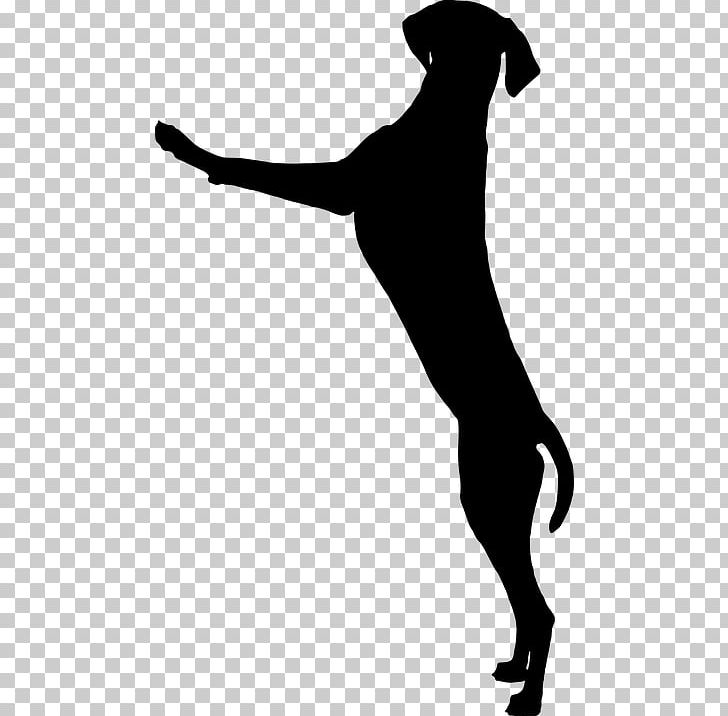 Dog Breed Puppy Greenland Dog Dog Training PNG, Clipart, Animal Shelter, Black, Black And White, Carnivoran, Collar Free PNG Download