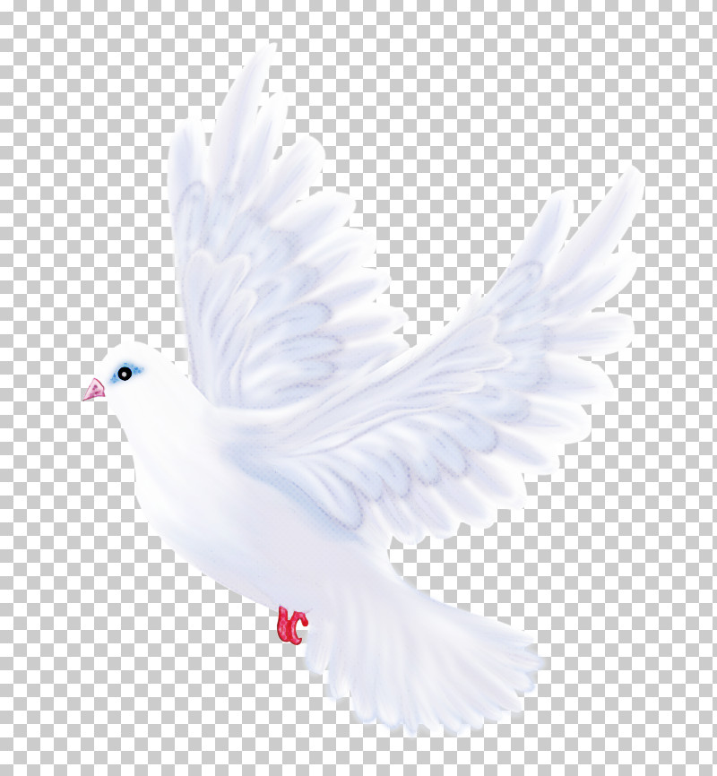 Feather PNG, Clipart, Beak, Bird, Feather, Peace, Pigeons And Doves Free PNG Download