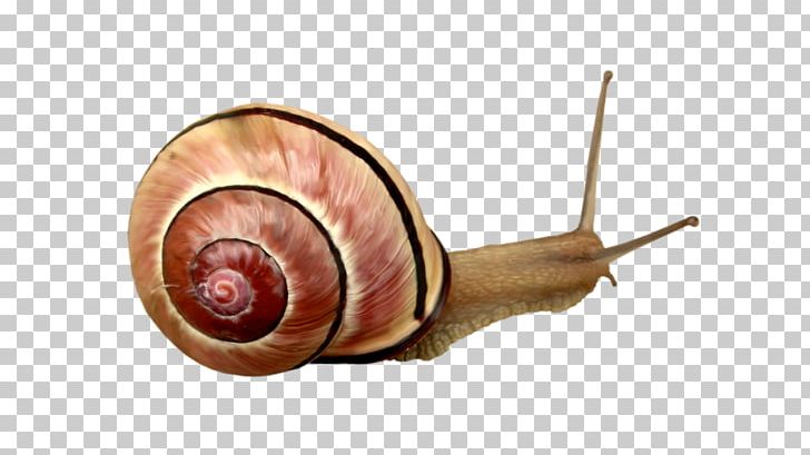 Snail Orthogastropoda Escargot PNG, Clipart, Animal, Animals, Cartoon Snail, Download, Escargot Free PNG Download