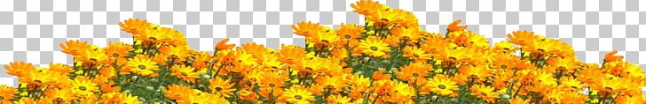 Adobe Photoshop Psd Portable Network Graphics Desktop File Format Png Adobe Photoshop Psd Portable Network Graphics Desktop File Format Png