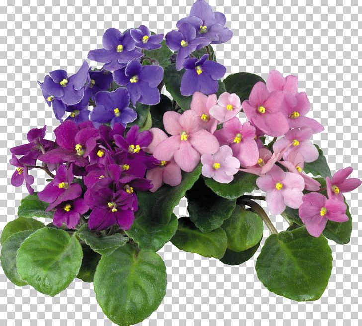 African Violets Houseplant Flower Color PNG, Clipart, African Violets, Annual Plant, Color, Cyclamen, Desktop Wallpaper Free PNG Download