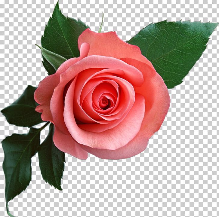 Rose PNG, Clipart, Rose Free PNG Download