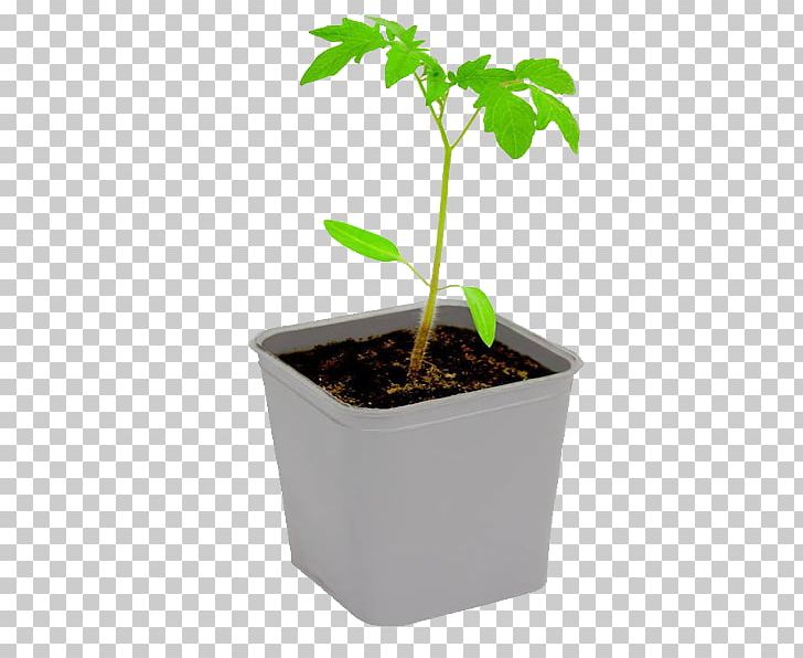 Leaf Plants Encapsulated PostScript PNG, Clipart, Adobe Illustrator, Cherry Tomato, Download, Encapsulated Postscript, Flowerpot Free PNG Download