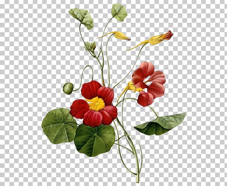 Tropaeolum Majus Botany Botanical Illustration Flower Painting PNG, Clipart, Annual Plant, Art, Artificial Flower, Botanical Illustrator, Decorative Free PNG Download
