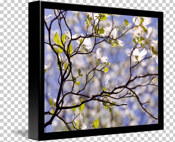 Gallery Wrap Flowering Dogwood Frames ST.AU.150 MIN.V.UNC.NR AD Art PNG, Clipart, Art, Blossom, Branch, Canvas, Cherry Blossom Free PNG Download
