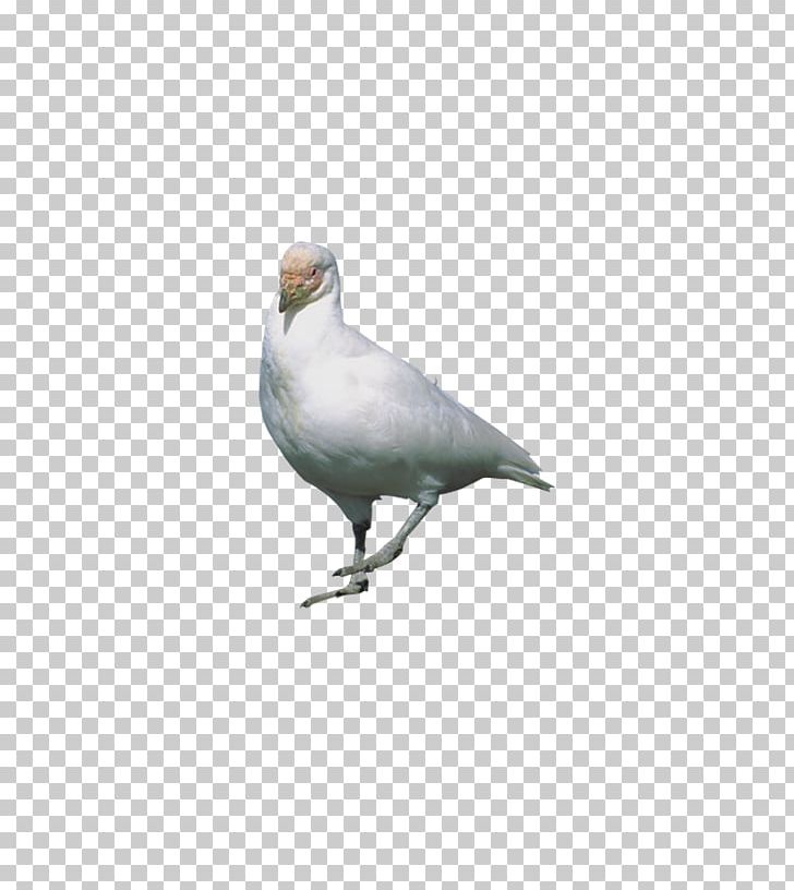 Rock Dove Stock Dove Flight Bird PNG, Clipart, Animal, Animals, Beak, Biological, Bird Free PNG Download