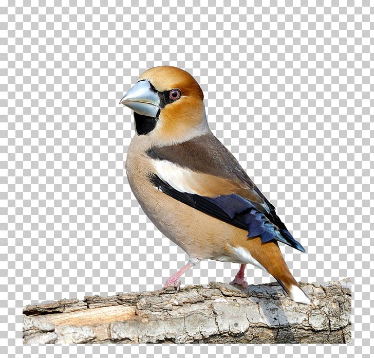 Finches Bird Hawfinch House Sparrow Beak PNG, Clipart, Animals, Beak, Bird, European Robin, Fauna Free PNG Download