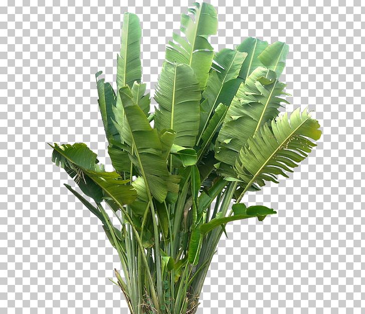 Plant Tree Subtropics PNG, Clipart, Architecture, Arecaceae, Banana Leaf, Dypsis Decaryi, Flowerpot Free PNG Download