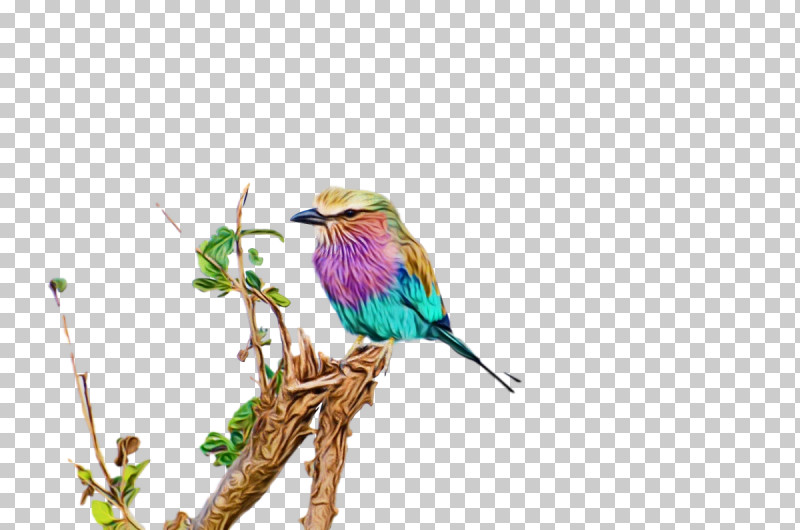 Lovebird PNG, Clipart, Beak, Beeeater, Birds, Coraciiformes, Finches Free PNG Download