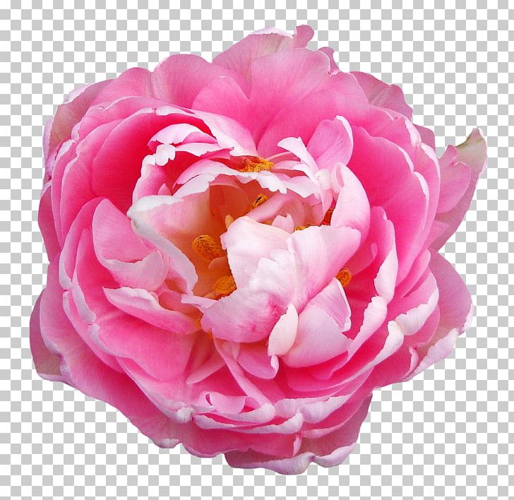Centifolia Roses Pink Flowers PNG, Clipart, Artificial Flower, Cut Flowers, Floral Design, Flower, Flowering Plant Free PNG Download