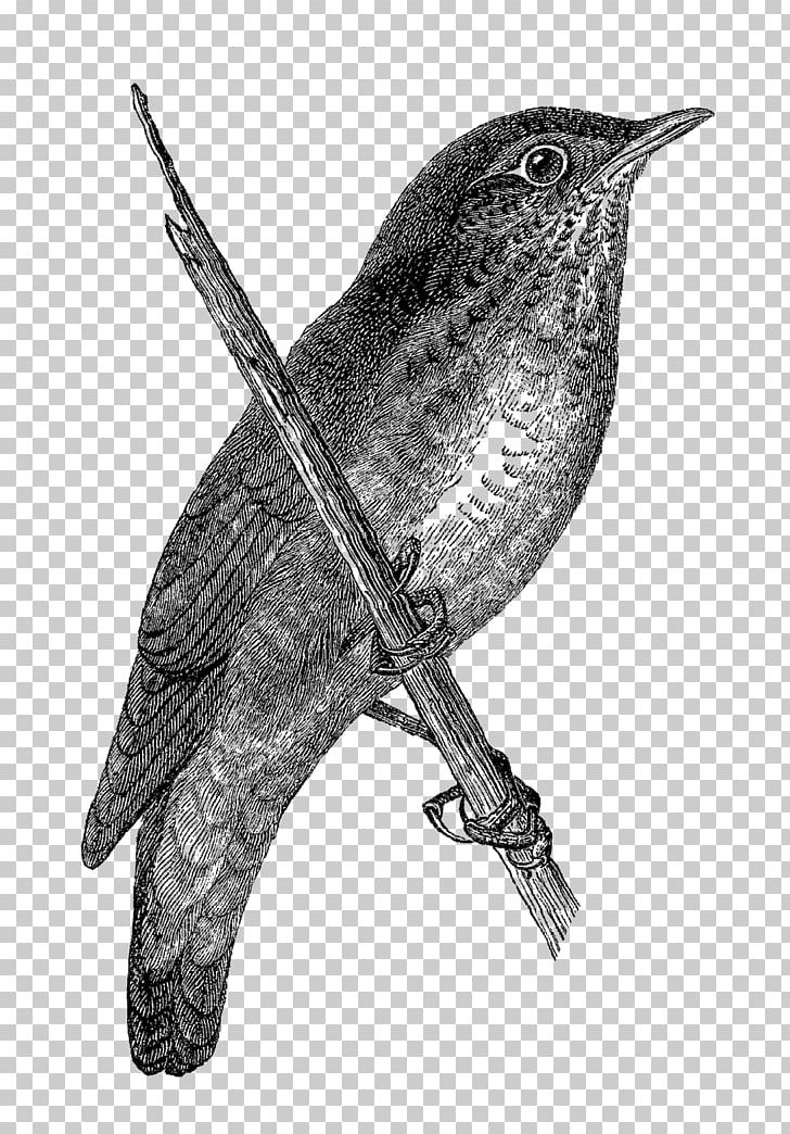 Finches Wren Beak Drawing /m/02csf PNG, Clipart, Beak, Bird, Black And White, Cuckoos, Cuculiformes Free PNG Download