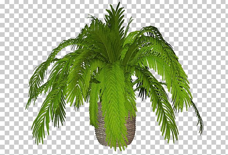 Flowerpot Date Palm Ornamental Plant Arecaceae PNG, Clipart, Arecaceae, Arecales, Bitki, Cicek, Date Palm Free PNG Download